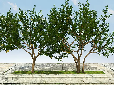 Lush Green Fruit Bearing Trees With Dense Foliage On Stone Pavement And Grass Patch 3d model