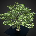 Lush Tree With Green Foliage Entangled Vines Exposed Roots On Reflective Base Against Dark Background