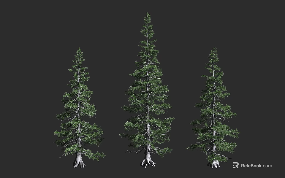 Three Tall Arbor Trees With Green Foliage And Exposed Roots On Dark Background 3d model 