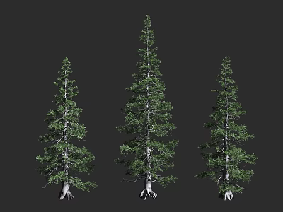 Three Tall Arbor Trees With Green Foliage And Exposed Roots On Dark Background 3d model