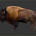 Majestic Brown and Orange Buffalo with Thick Fur and Curved Horns Standing Isolated on Gray Background