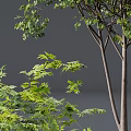 Two Arbor Trees With Lush Green Foliage And Slender Trunks Against White