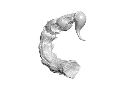 Curved C Shaped Sculptural Carving With Textured Material And Abstract Art Design 3d model