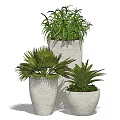 Decorative Potted Bonsai Plants With Various Green Foliage And Ceramic Pots