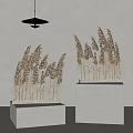 Dried Decorative Reeds Arranged On White Pedestals With Gray Walls And Pendant Light