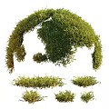 Lush Green Moss Various Decorative Forms Including Arch And Flat Patches For Natural Gardens