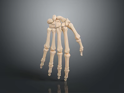Hand Skeleton Anatomical Model Showing Detailed Bone Structure And Joint Components 3d model