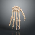 Hand Skeleton Anatomical Model Showing Detailed Bone Structure And Joint Components 3d model