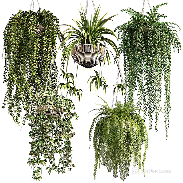 Various Hanging Basket Plants With Lush Green Foliage For Indoor Decor 3d model 