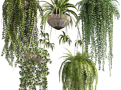 Various Hanging Basket Plants With Lush Green Foliage For Indoor Decor 3d model
