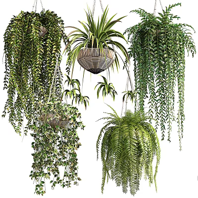 Various Hanging Basket Plants With Lush Green Foliage For Indoor Decor 3d model