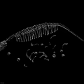 Detailed Dinosaur Skeleton 3D Model With Scattered Bones And Bone Fragments