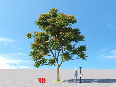 Chinese Mahogany Tree 8 Meters Tall With Green Leaves Against Blue Sky 3d model