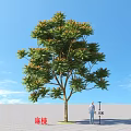 Chinese Mahogany Tree 8 Meters Tall With Green Leaves Against Blue Sky