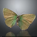 Stunning Green and Golden Butterfly with Iridescent Shiny Wings and Reflection on Dark Background
