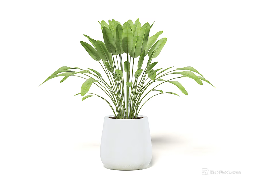 Bonsai Potted Plant With Lush Green Leaves In Modern White Ceramic Pot 3d model 