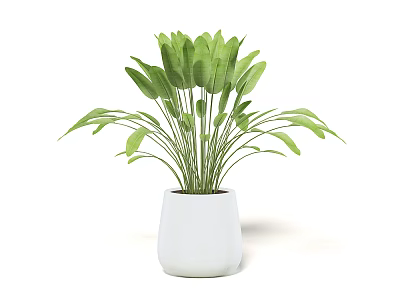 Bonsai Potted Plant With Lush Green Leaves In Modern White Ceramic Pot 3d model