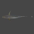 Fresh Whole Fish With Shiny Scales Tail And Clear Eyes For Cooking