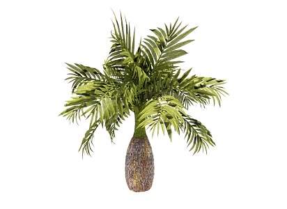 Wine Bottle Coconut Pineapple Tree Palm Tree 3d model