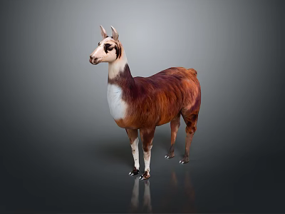 Realistic Brown And White Llama Standing On Gray Background With Detailed Coat 3d model