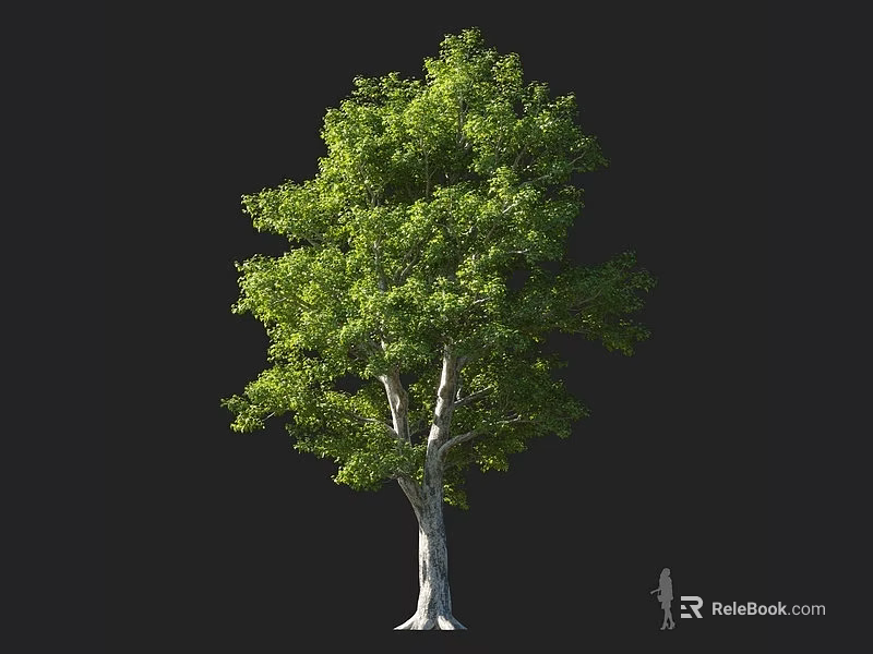 Tall Arbor Tree With Green Leaves Lush Foliage White Trunk And A Person Nearby 3d model 