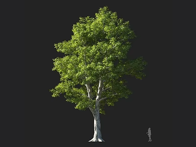 Tall Arbor Tree With Green Leaves Lush Foliage White Trunk And A Person Nearby 3d model