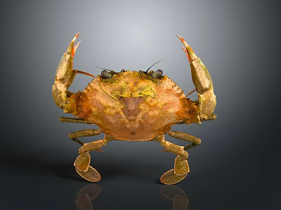 Realistic Golden Brown Crab With Raised Claws Shiny Exoskeleton On Dark Background 3d model