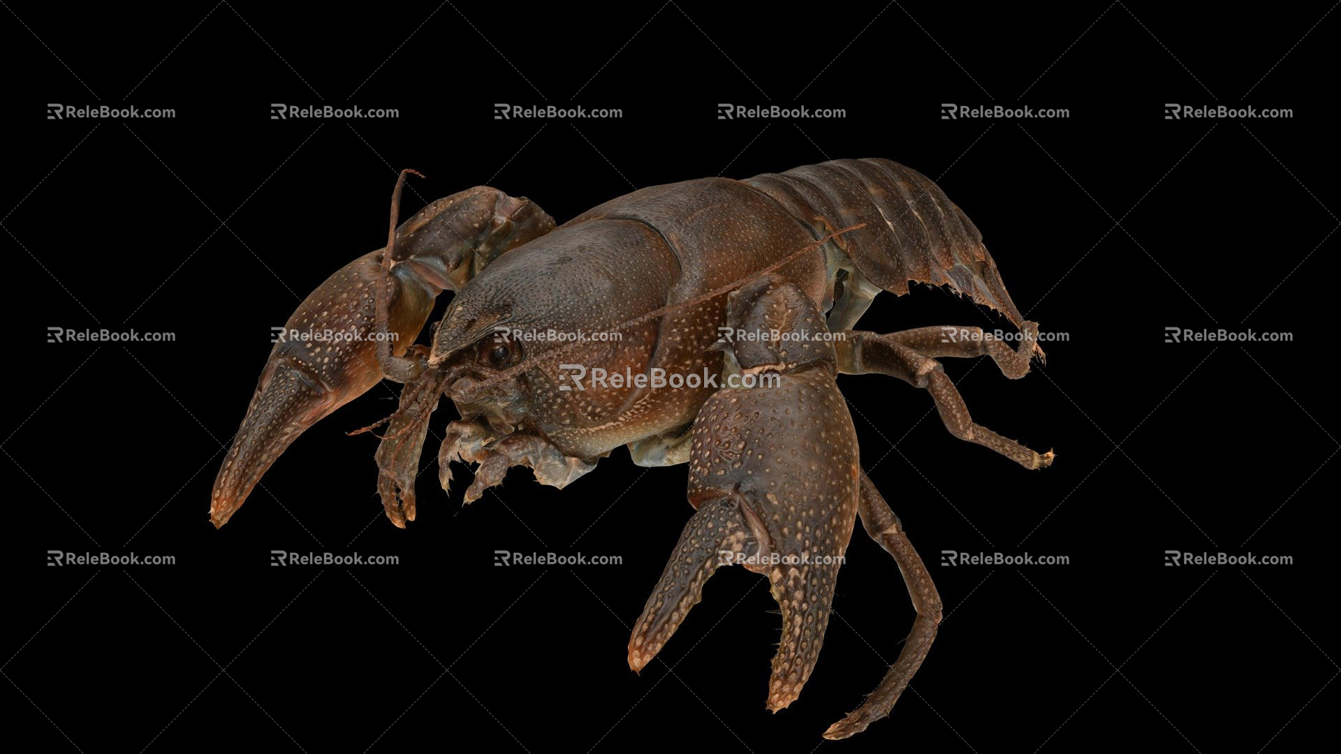 Modern Lobster Crayfish 3d model