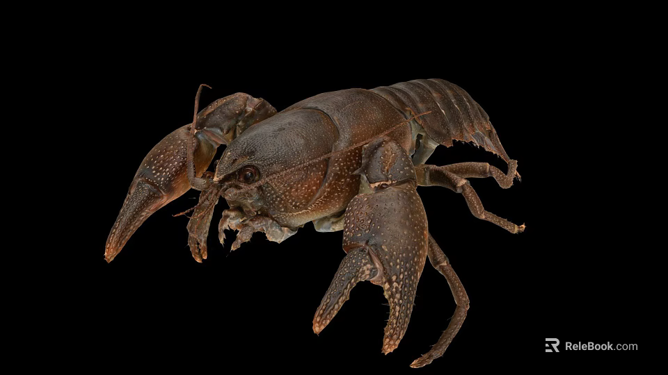 Brown Freshwater Crayfish With Prominent Claws And Detailed Exoskeleton 3d model 