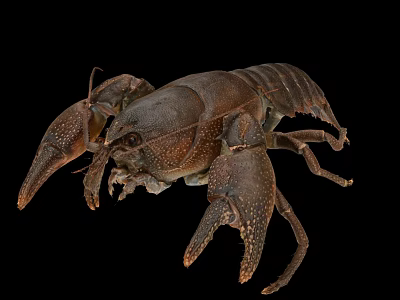 Brown Freshwater Crayfish With Prominent Claws And Detailed Exoskeleton 3d model