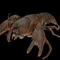 Brown Freshwater Crayfish With Prominent Claws And Detailed Exoskeleton