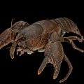 Modern Lobster Crayfish 3d model