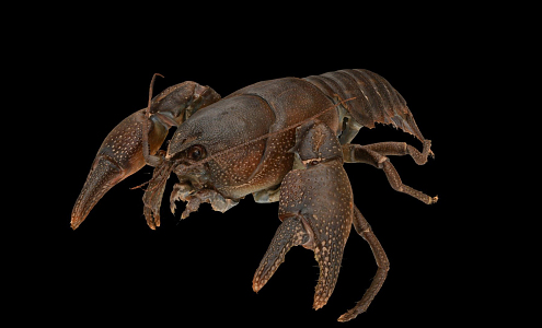 Modern Lobster Crayfish 3d model