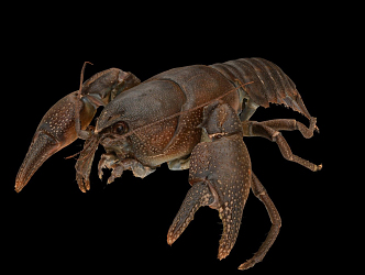 Modern Lobster Crayfish 3d model