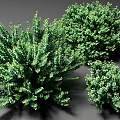 Lush Green Garden Shrubs With Dense Foliage And Various Sizes For Landscaping