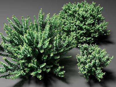 Lush Green Garden Shrubs With Dense Foliage And Various Sizes For Landscaping 3d model