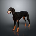 Black And Brown Dog Standing On Gray Background With Reflective Floor 3d model