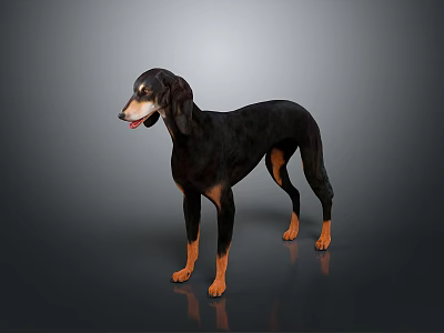 Black And Brown Dog Standing On Gray Background With Reflective Floor 3d model