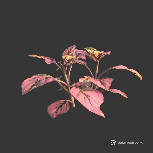 Vibrant Plant With Pink And Green Leaves On Dark Background 3d model 