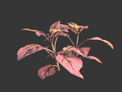 Vibrant Plant With Pink And Green Leaves On Dark Background 3d model