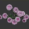 Pink Chrysanthemum Flowers With Green Stems And Leaves On Gray Background With Reflection