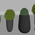 Potted Bonsai Plants In Various Shaped Black And Copper Pots With Round Green Foliage