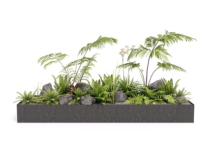 Modern plants Ferns Bonsai 3d model