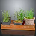 Decorative Potted Green Grass Plants in Wooden Tray with Various Planters