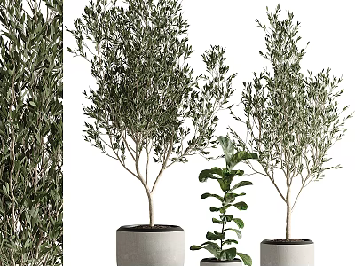 Indoor Potted Plants Decoration With Olive Trees And Fiddle Leaf Fig In Concrete Pots 3d model