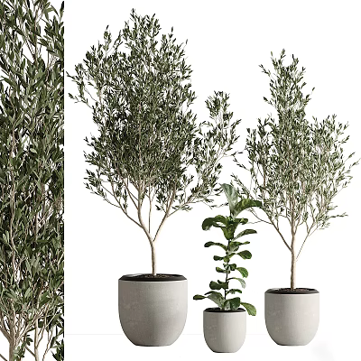 Indoor Potted Plants Decoration With Olive Trees And Fiddle Leaf Fig In Concrete Pots 3d model