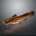 Brown Catfish With Prominent Whiskers And Clear Reflection On Dark Background