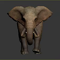 Majestic African Elephant With Long Curved Tusks And Wrinkled Brown Skin