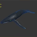 Realistic 3D Whale Model Displayed with Detailed Features on Dark Background