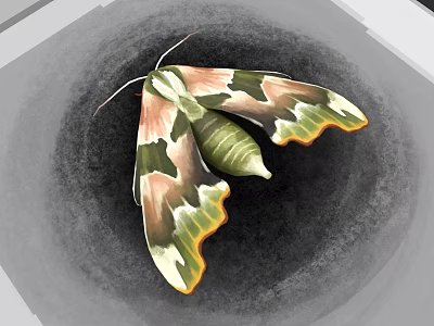 Vibrant Moth With Green Body And Pink Yellow Patterned Wings On Gray Background 3d model